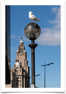 03 - Liver Birds - Bill Rigby
